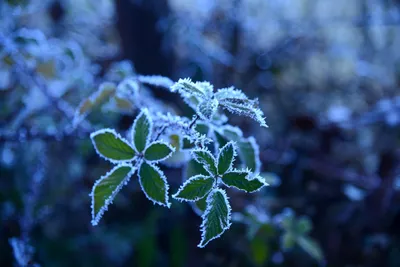 DSC_1039 (Large).JPG